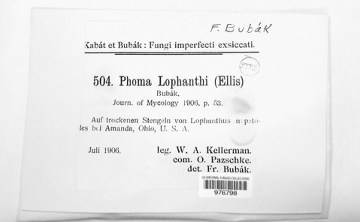 Phoma lophanthi image